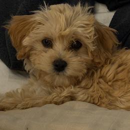 Patty (we switched names long story) - Cream female Cavapoo puppy in Centerville, Utah from Beehive Fur Friends