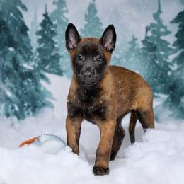 Dremora - Mahogany female Belgian Malinois puppy in Sanger, Texas from Faubion Malinois
