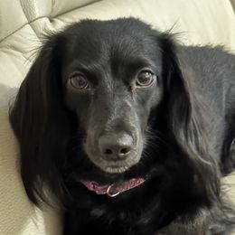 Daisy - Dachshund