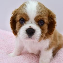 Cavalier King Charles Spaniel Puppies from Goddens Cavaliers