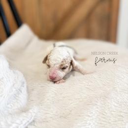 Lucky - Parti male Maltipoo puppy in Huntsville, Texas from Nelson Creek Farms