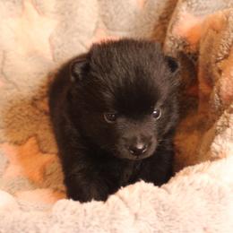 Schipperke Puppies from Walking Hart Schipperkes
