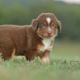 Phoenix - Red tri female Miniature Australian Shepherd puppy in Hartman, Arkansas from Southern Edition Aussies