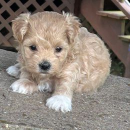 Ms Crush - Red female Maltipoo puppy in Oakland, Kentucky from Imperial Dogs