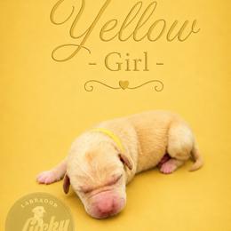 Yellow Collar Girl - Yellow female Labrador Retriever puppy in Las Vegas, Nevada from Lucky Labrador Retrievers