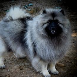 Kija - Keeshond