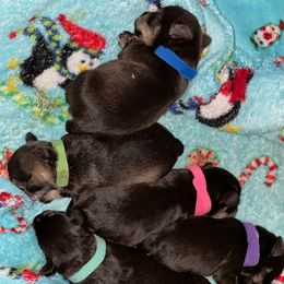 Miniature Schnauzers from Mann's Heaven's Blessings