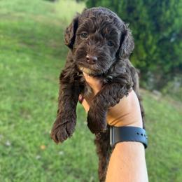 Rollo - Brown and white male Cockapoo puppy in Albany, Kentucky from Windy Pines Farm