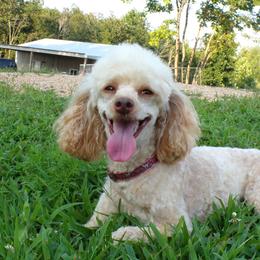 Jolene - Poodle