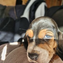 Basset Hound Puppies from Marvel-ous baby basset hounds