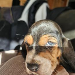 Basset Hound Puppies from Marvel-ous baby basset hounds