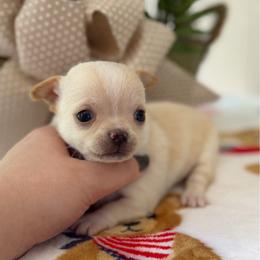 Brielle - Cream and white female Chihuahua puppy in Harrison, Michigan from Cloud9 Chihuahuas