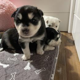 Tadashi - Black and white male Siberian Husky puppy in Diamond Lake, Washington from Husky Haven WA
