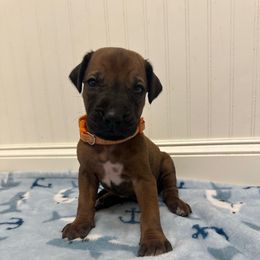 Houston - Rd whtn blk nose male Rhodesian Ridgeback puppy in Montgomery, Texas from Timber Ridge Kennels
