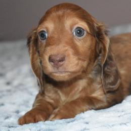 Stella - Dapple female Dachshund puppy in Texas from Sparkles & Spurs Mini Dachshunds