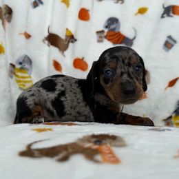 Cavalier King Charles Spaniels and Dachshunds from Magnolia Hill Cavaliers and Doxies