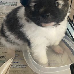 Pomeranian Puppies from Jonna's Poms