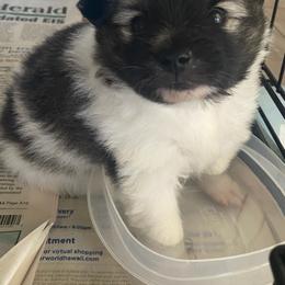 Pomeranian Puppies from Jonna's Poms