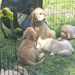 Golden Retriever Puppies from Stellar Acres Golden Retrievers