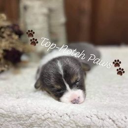 Pembroke Welsh Corgi Puppies from Top-Notch Paws