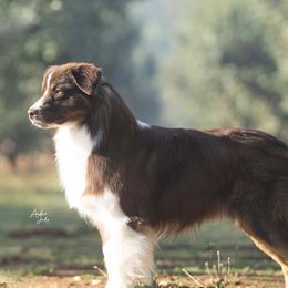 RIP - Australian Shepherd