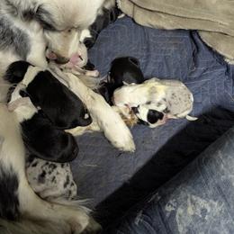 Australian Shepherd and Great Dane Puppies from AEW Farm