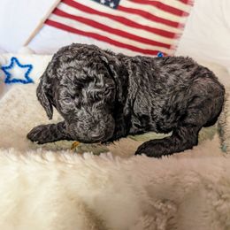 Poodle Puppies from Future Pioneers Farming