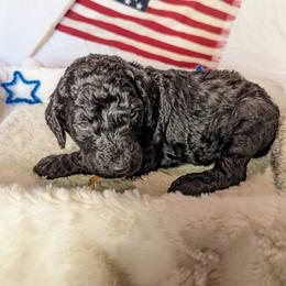 Poodle Puppies from Future Pioneers Farming