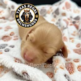 Belle - Cream female Dachshund puppy in Houston, Texas from Texas Regal Dachshunds LLC