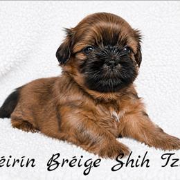 GINGER - Red female Shih Tzu puppy in Las Vegas, Nevada from Beirin Breige Shih Tzus