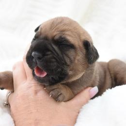Goldie - Fawn female Bullmastiff puppy in Chickasha, Oklahoma from Rustic Lace