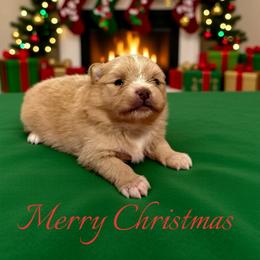 Blitzen - Cream male Pomeranian puppy in Sandia, Texas from Broken Arrow Poms