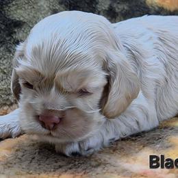 Black - Buff male Cocker Spaniel puppy in Lebanon, Missouri from Spring Hollow Cocker Spaniels