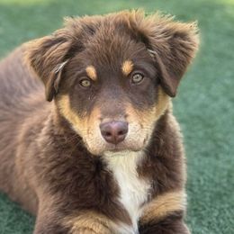 Chip - Red tri-color Australian Shepherd puppy in Ramona, California from Blue Moon Aussies