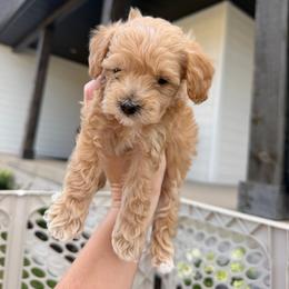 Little love 3250 Boy free USdelivery - Apricot male Goldendoodle puppy in Mayfield, Utah from Ruff Country Doodles
