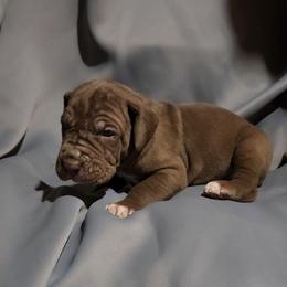 Barry - Chocolate male Great Dane puppy in Walker, Louisiana from La Rebel Danes