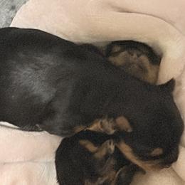 Yorkshire Terriers from House of Yorkie