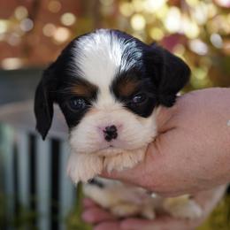 Omar - Tri-color male Cavalier King Charles Spaniel puppy in Lula, Georgia from Cavaliers by Crumley