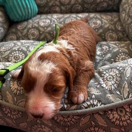 Shyanne - Red  female Goldendoodle puppy in Chino Valley, Arizona from Bass Creek Doodles