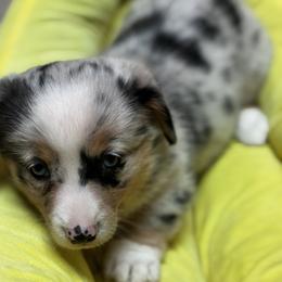 American Corgi and Pembroke Welsh Corgi Puppies from Low Riders Corgis & Mini Aussies
