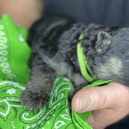German Shepherd Puppies from Saylor Shepherds