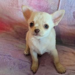 Nilla - Fawn female Chihuahua puppy in Indianapolis, Indiana from London Rouge Chihuahuas