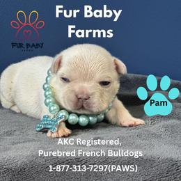 Pam - White female French Bulldog puppy in Michigan from Fur Baby Farms