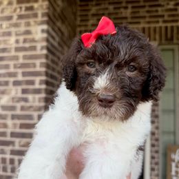 Compass - Parti female Goldendoodle puppy in Mc Kinney, Texas from Flair Doodles