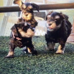 Miniature Schnauzer puppies from Rose Lane Schnauzers