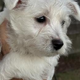 West Highland White Terrier Puppies from Amazing Grace Westies