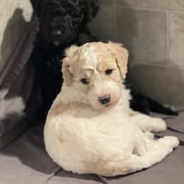 Goldendoodle Puppies from Doodles R Us