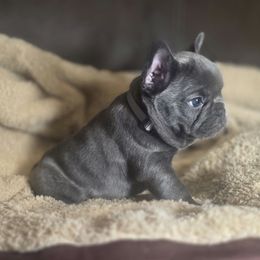 Silver Collar Girl - Blue female French Bulldog puppy in Burleson, Texas from Diamond Deluxx Frenchies
