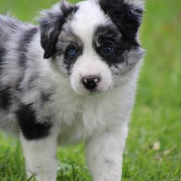 Merle boy 2 - Blue merle male Border Collie puppy in Tylertown, Mississippi from Cool Meadow Farms