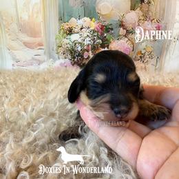 Daphne - Black and cream female Dachshund puppy in Rainier, Oregon from Doxies in Wonderland
